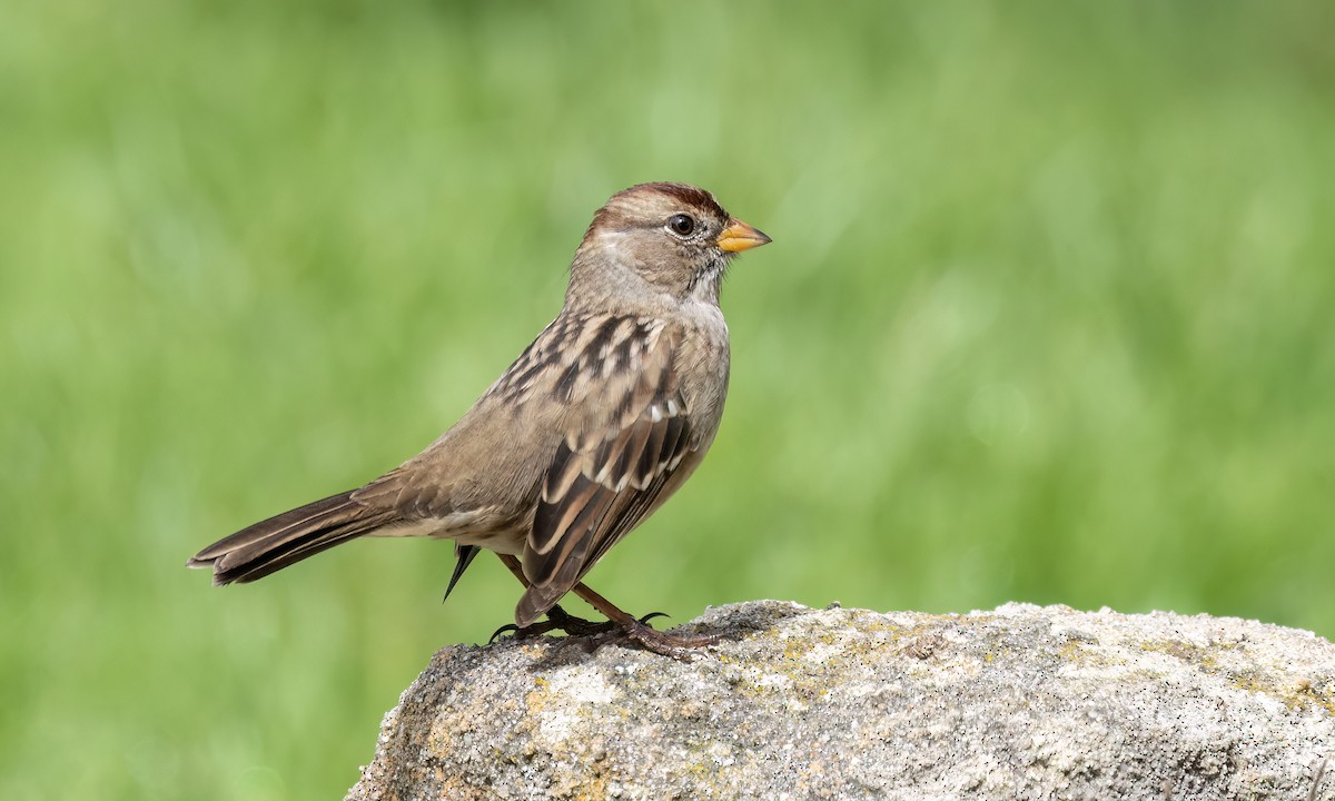 White-crowned Sparrow (Yellow-billed) - ML623452858