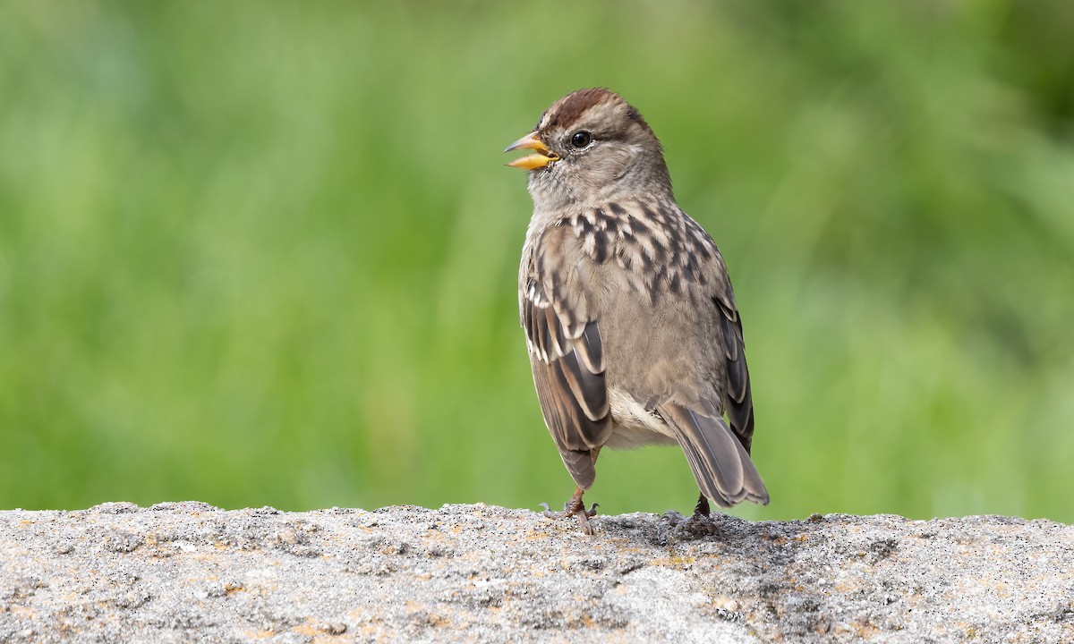 White-crowned Sparrow (Yellow-billed) - ML623452859