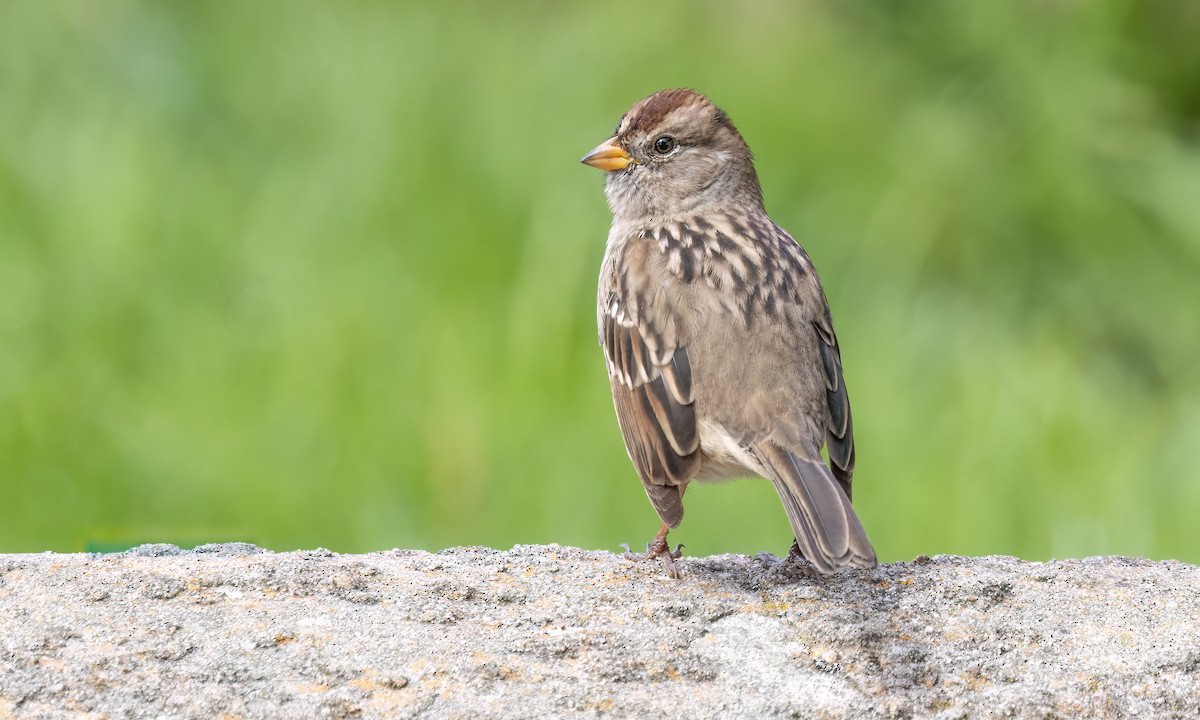 White-crowned Sparrow (Yellow-billed) - ML623452860