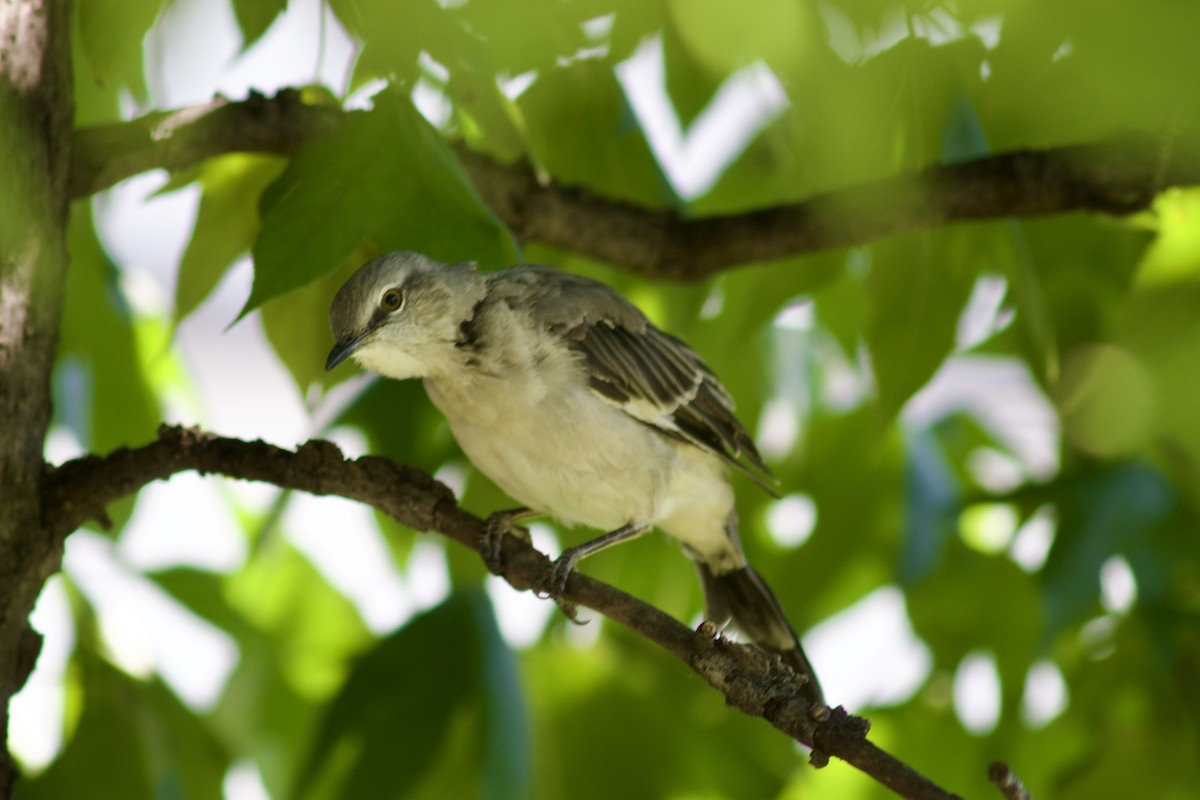 Northern Mockingbird - ML623452890