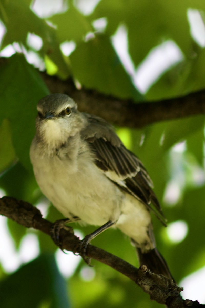 Northern Mockingbird - ML623452912