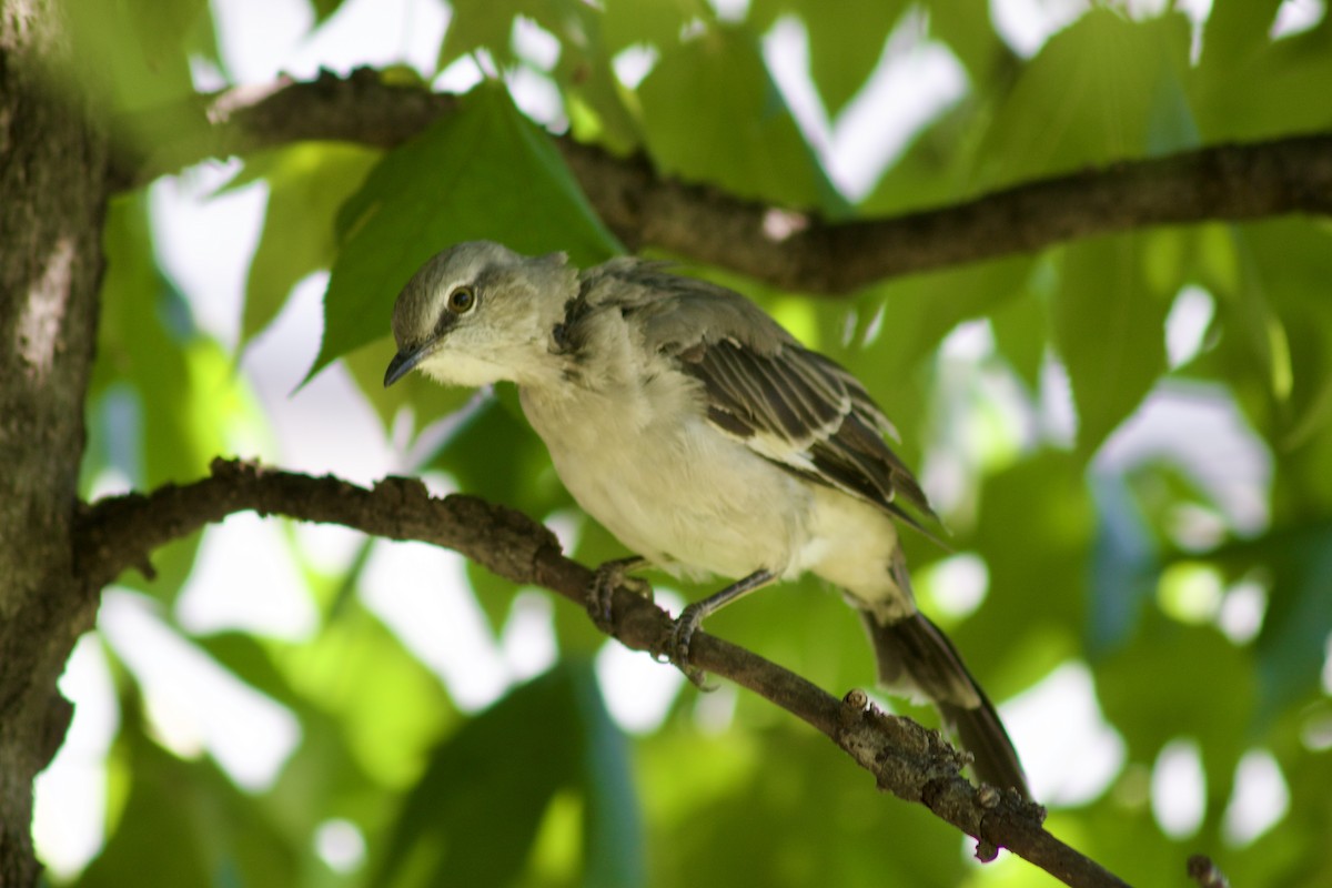 Northern Mockingbird - ML623452914