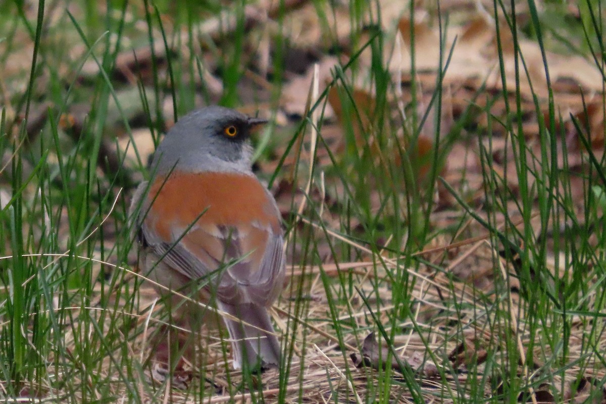 Yellow-eyed Junco - Lorraine Bélanger-Turcot