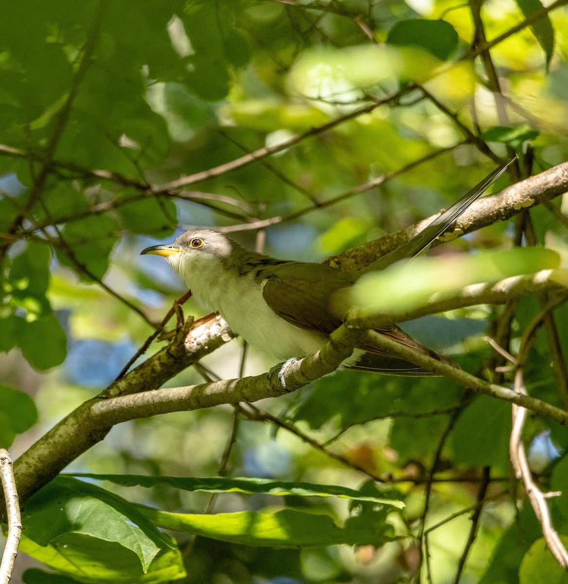 Yellow-billed Cuckoo - Alex Bryant