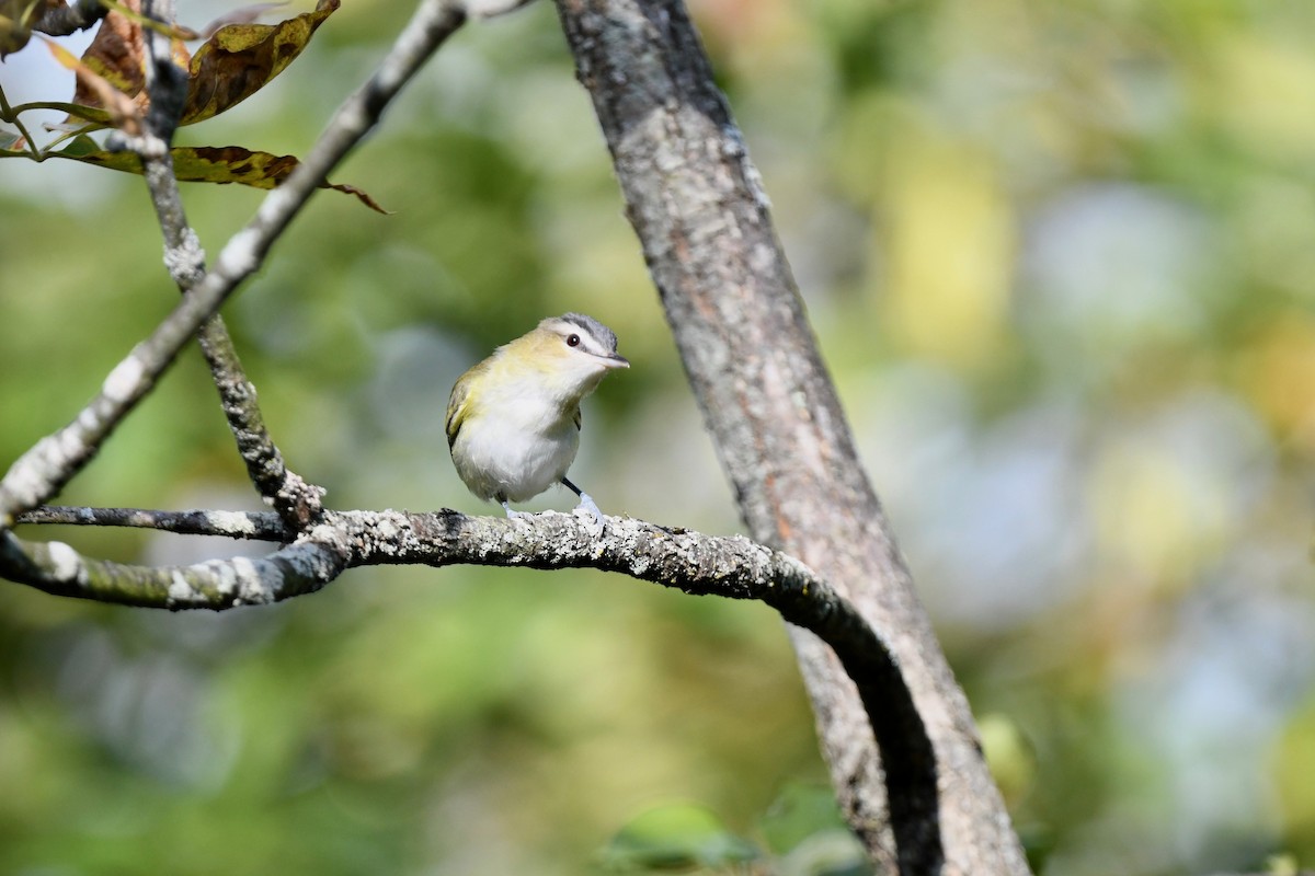 Kızıl Gözlü Vireo - ML623452924