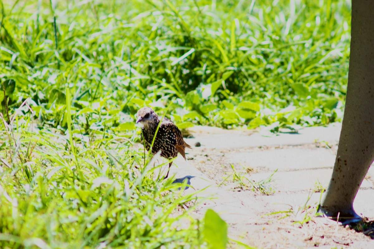 European Starling - ML623452935