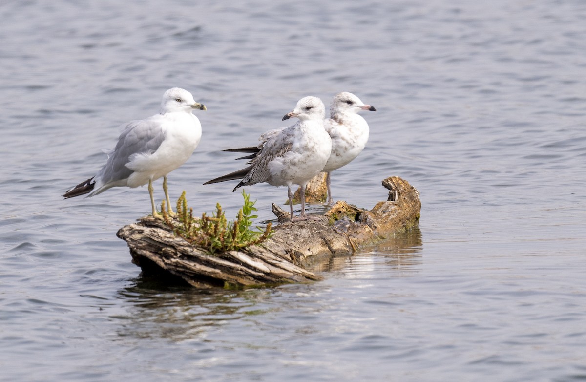 Ring-billed Gull - ML623452936