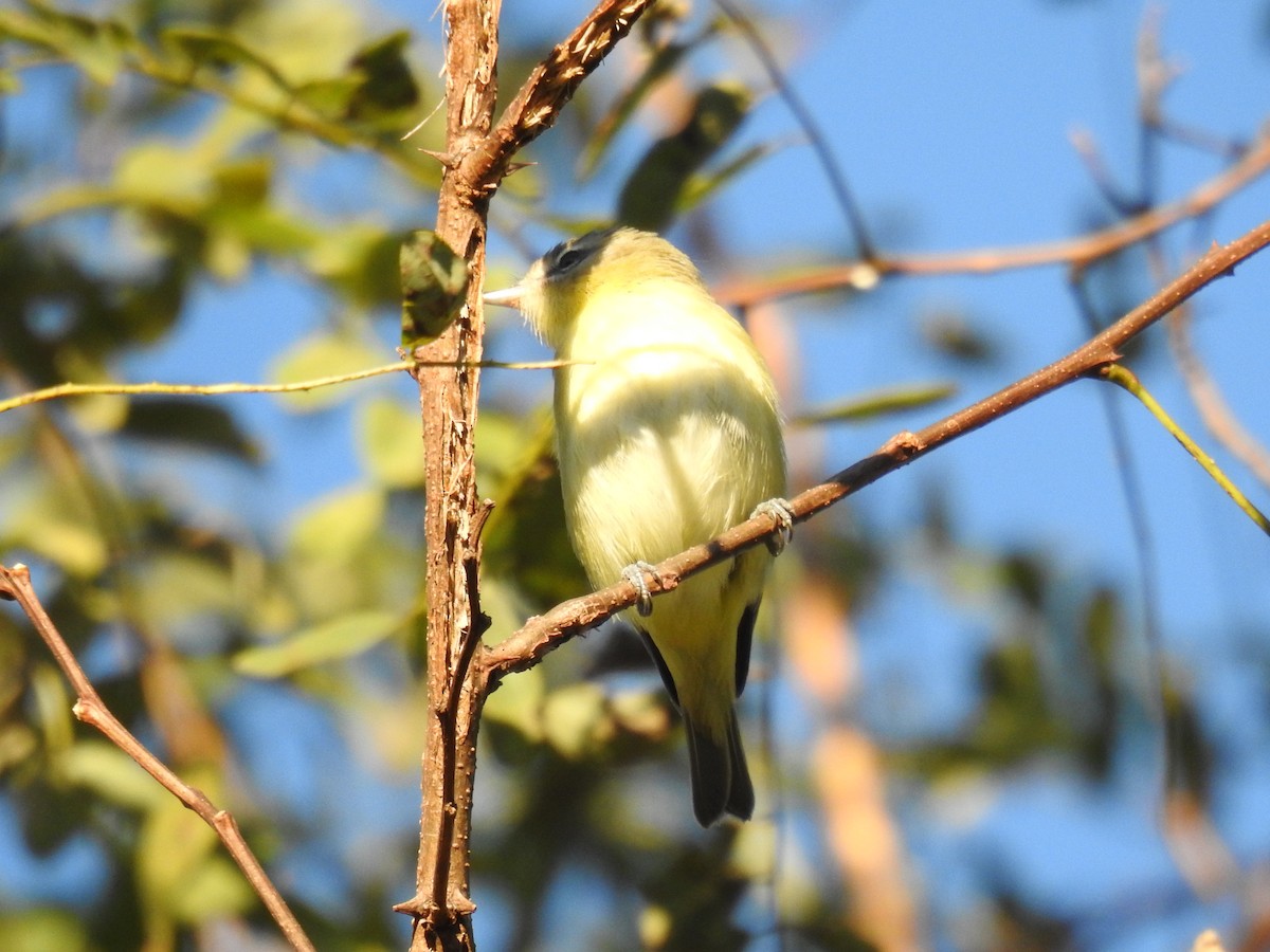 Philadelphia Vireo - James Bolte