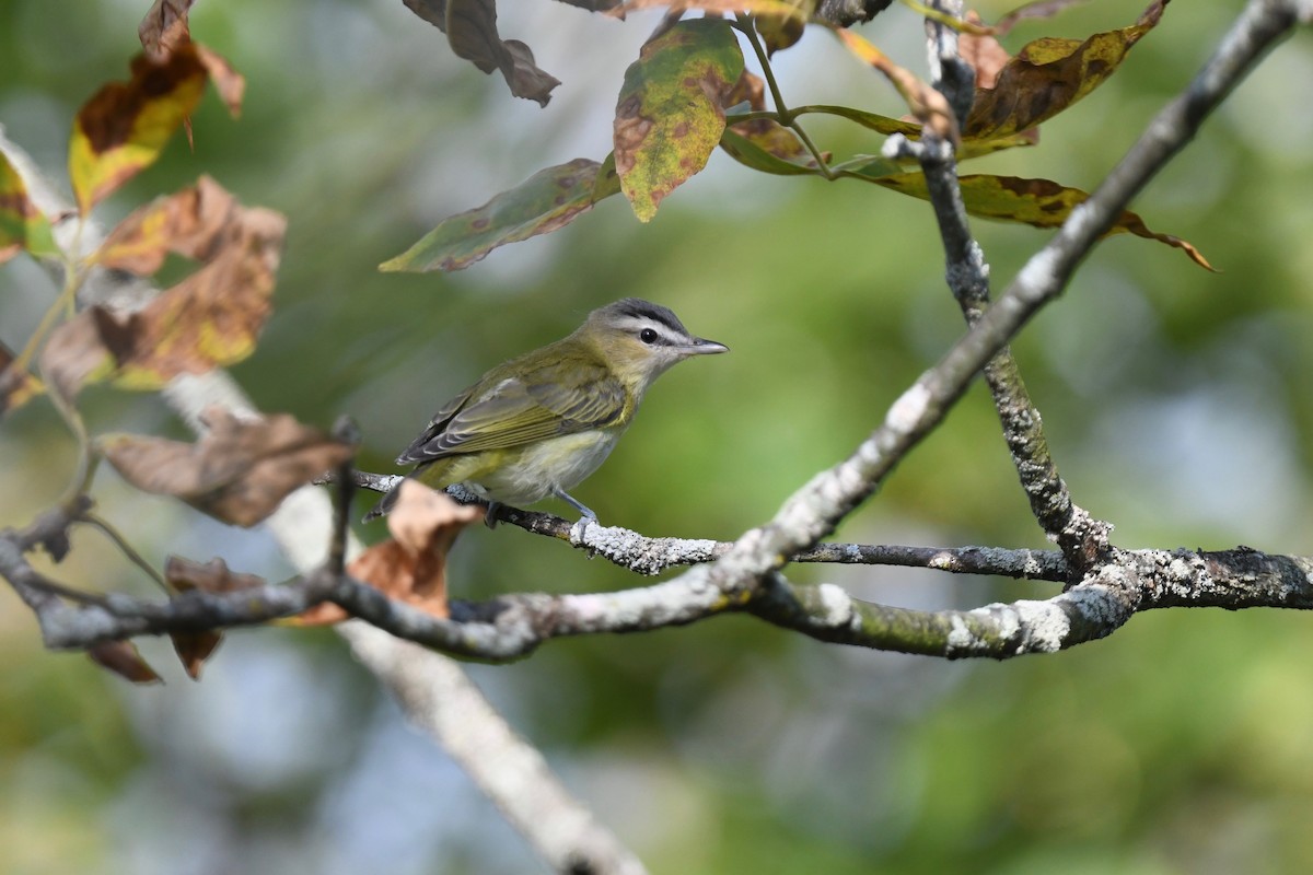 Kızıl Gözlü Vireo - ML623452944