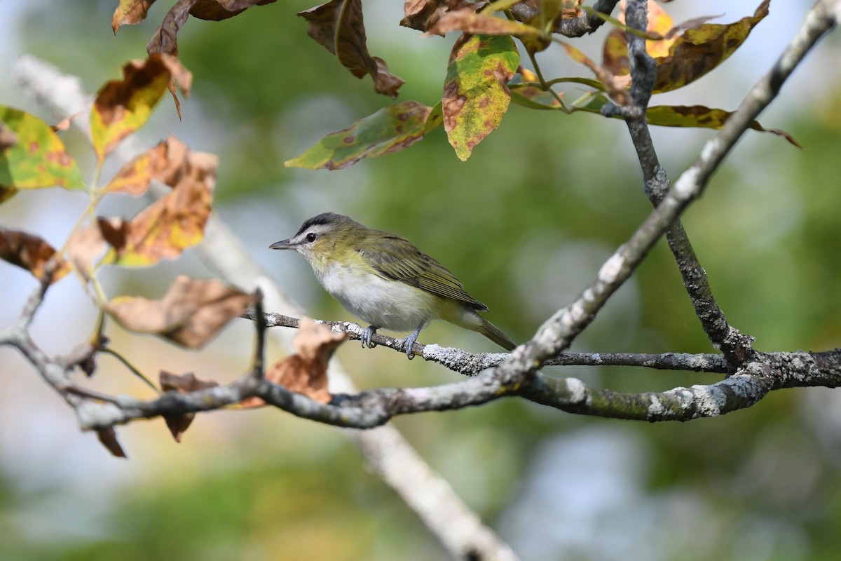 Kızıl Gözlü Vireo - ML623452960