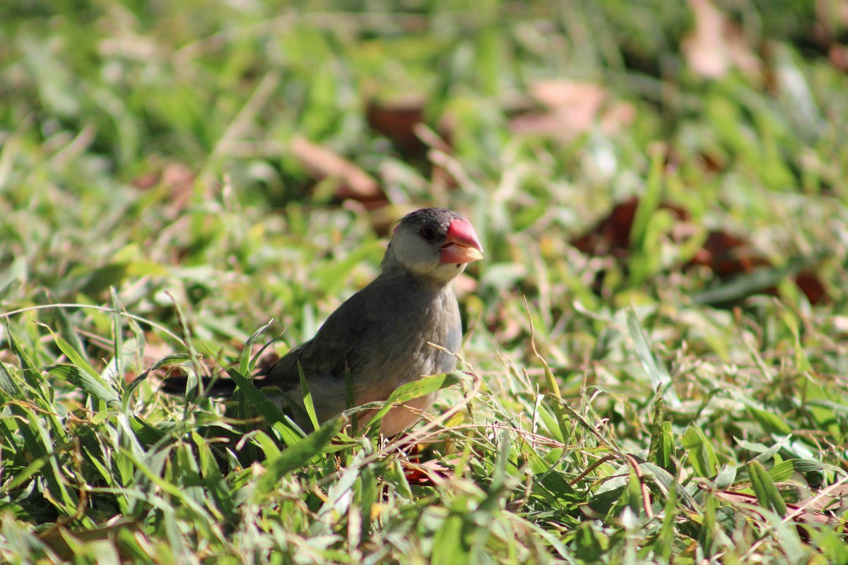 Java Sparrow - ML623453003