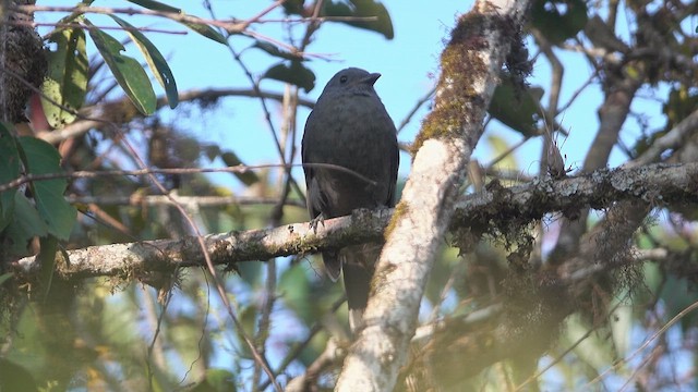 オオムジカザリドリ - ML623453019