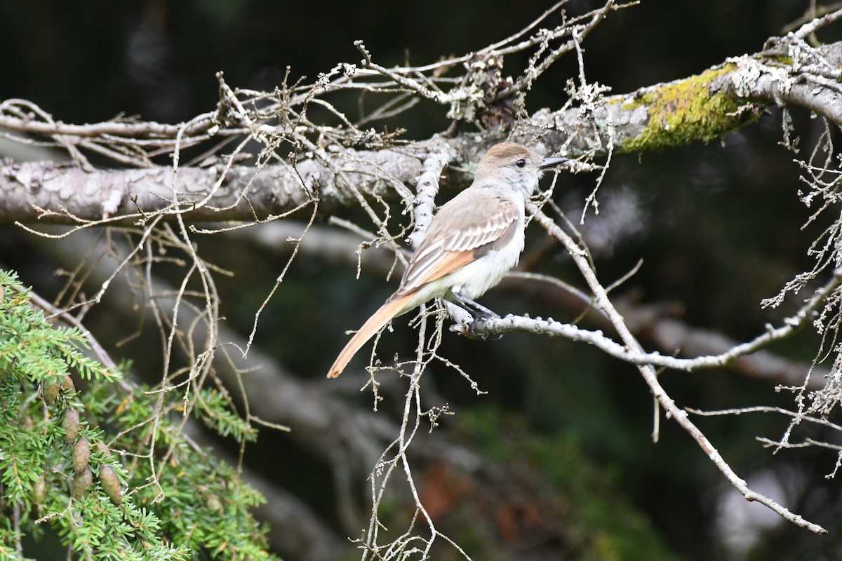 Ash-throated Flycatcher - ML623453024