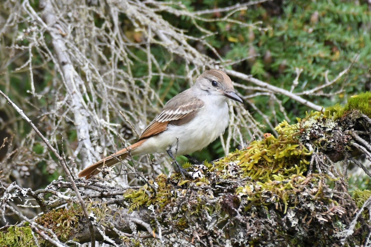 Ash-throated Flycatcher - ML623453026