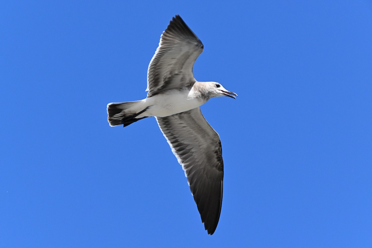 Laughing Gull - ML623453038