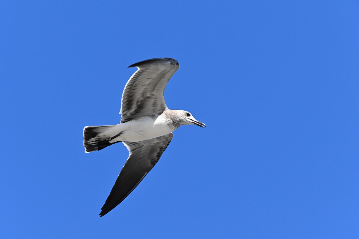 Laughing Gull - ML623453039