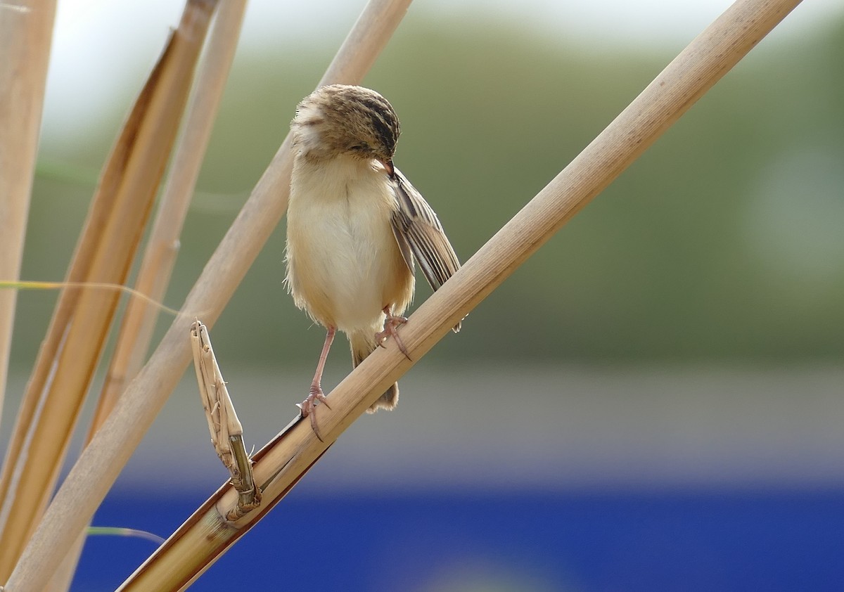 Zitting Cisticola - ML623453096