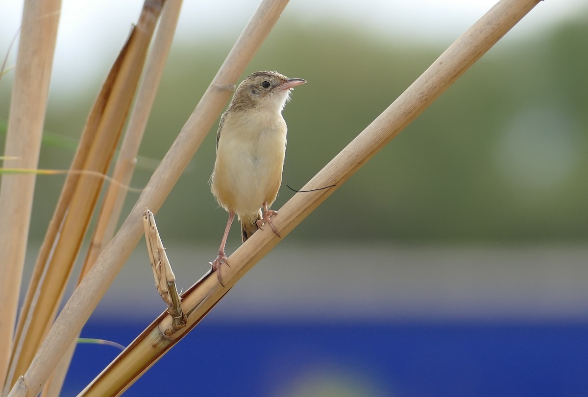 Zitting Cisticola - ML623453097