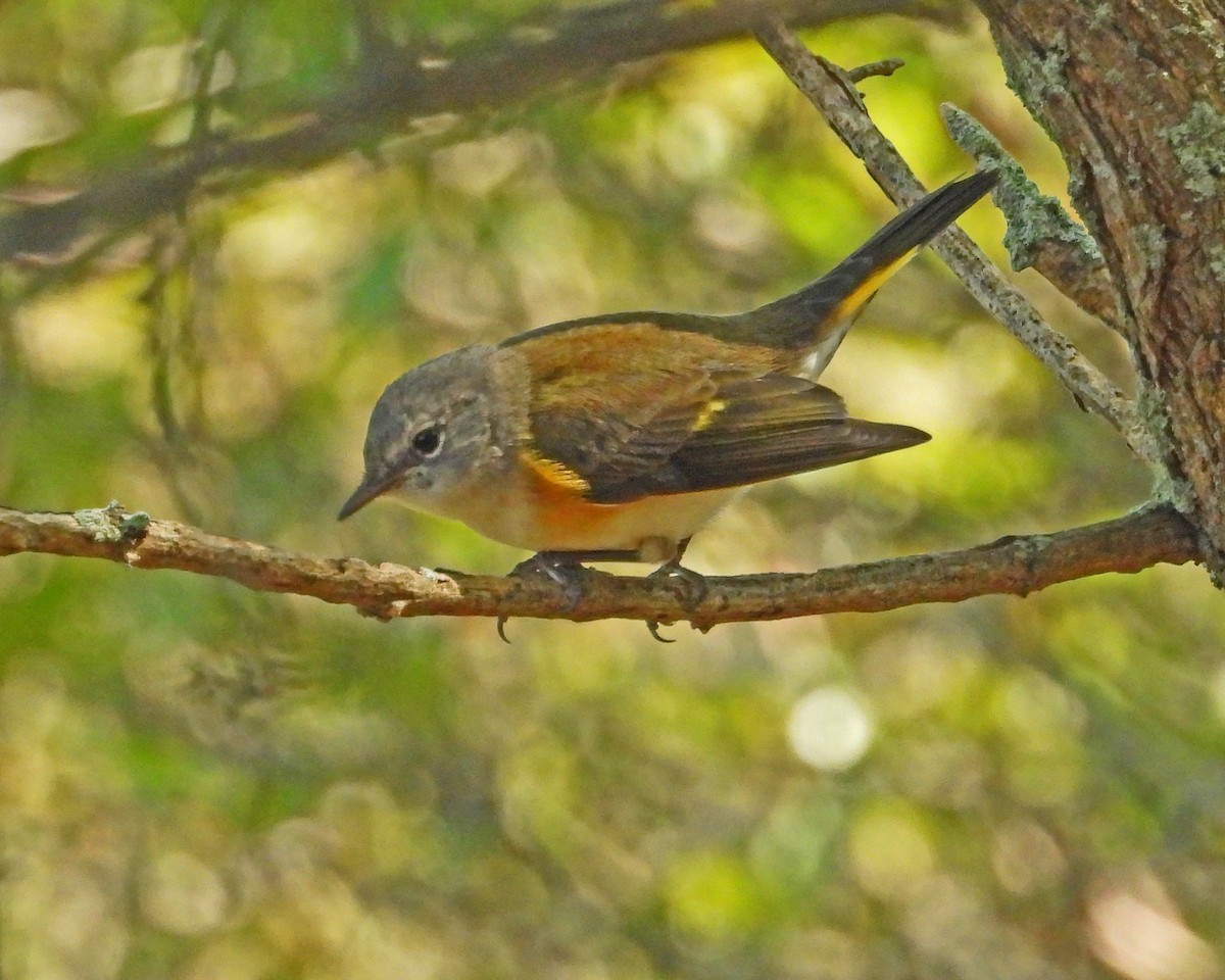 American Redstart - ML623453107