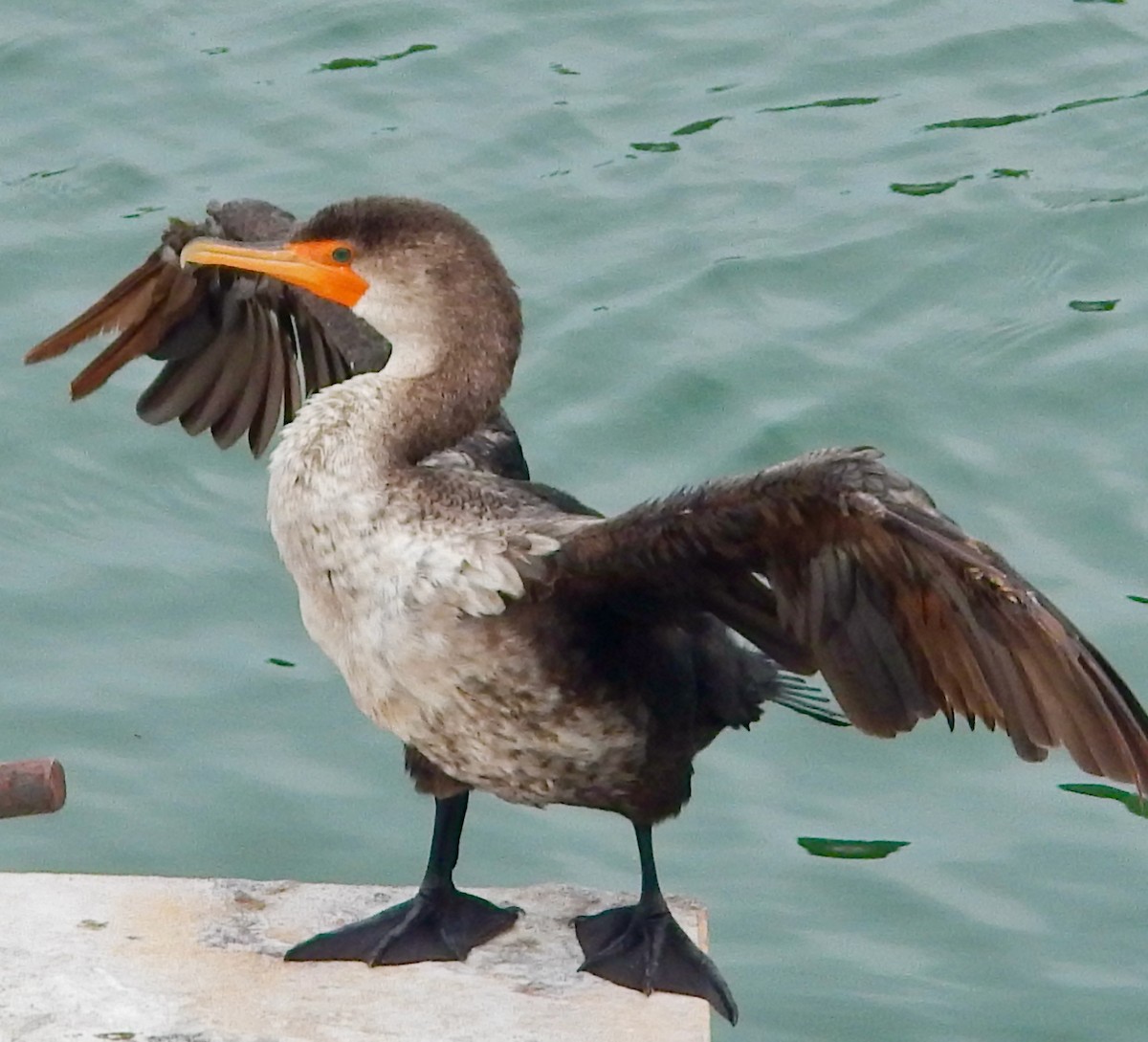 Double-crested Cormorant - ML623453190