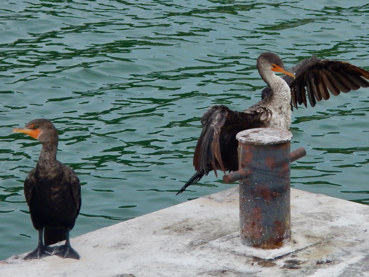 Double-crested Cormorant - ML623453191