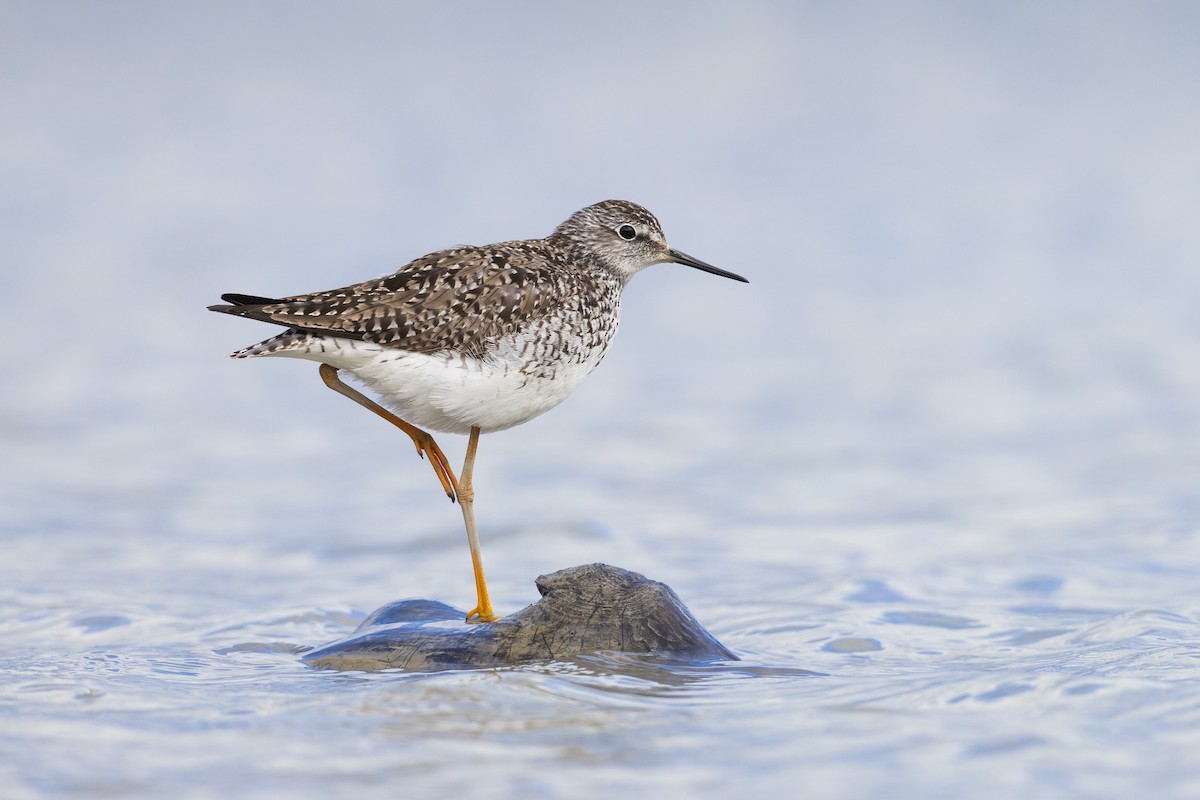 Lesser Yellowlegs - Jukka Jantunen