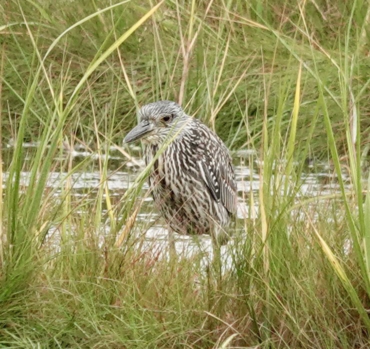 Yellow-crowned Night Heron - ML623453210