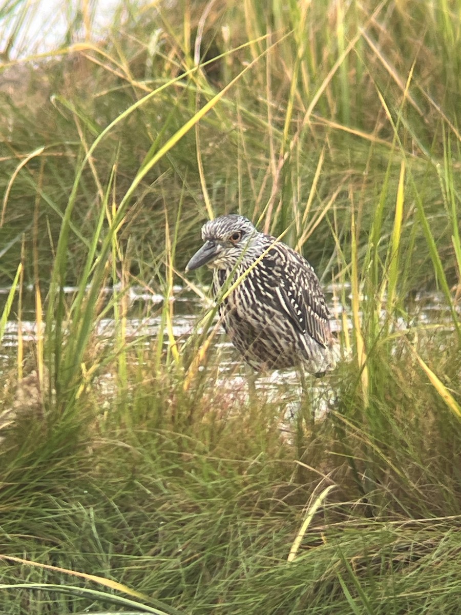 Yellow-crowned Night Heron - ML623453211