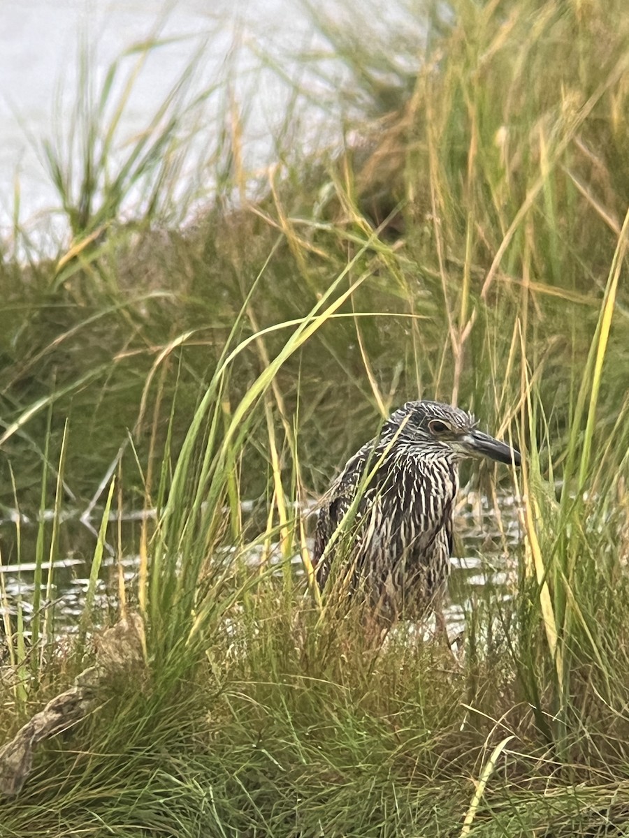 Yellow-crowned Night Heron - ML623453212