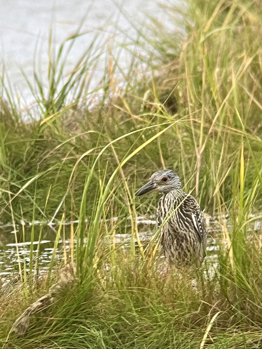 Yellow-crowned Night Heron - ML623453213