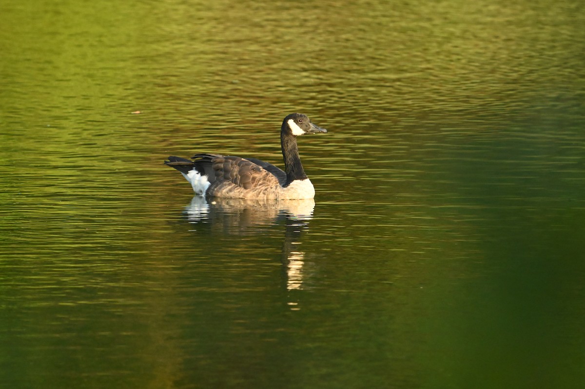 Canada Goose - ML623453225