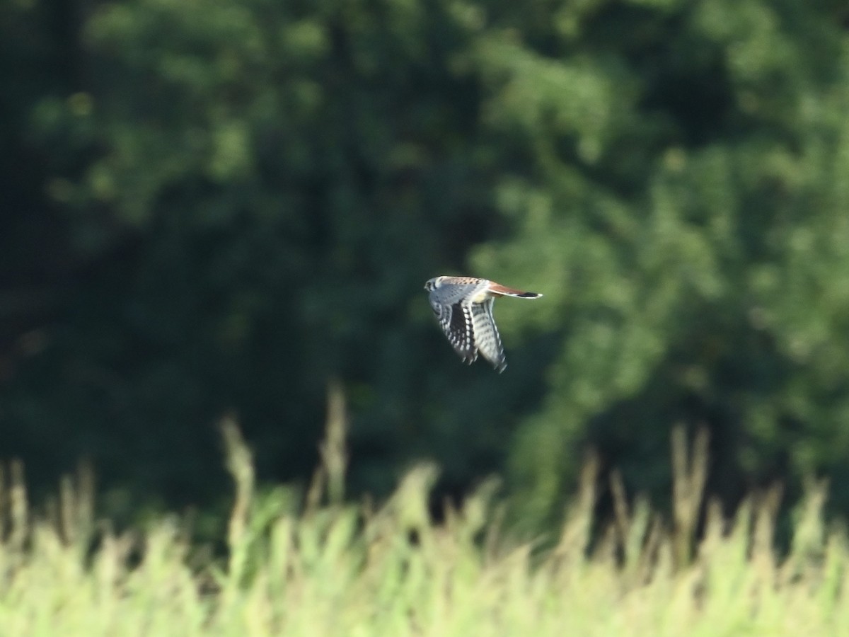 American Kestrel - ML623453240