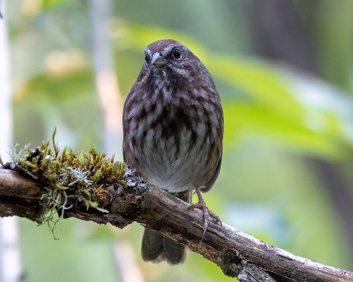 Song Sparrow - ML623453242