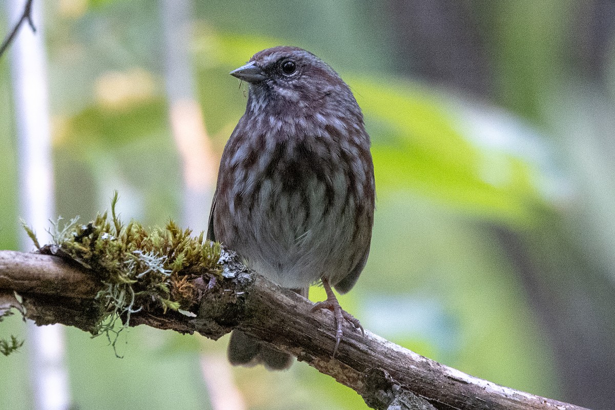 Song Sparrow - ML623453243