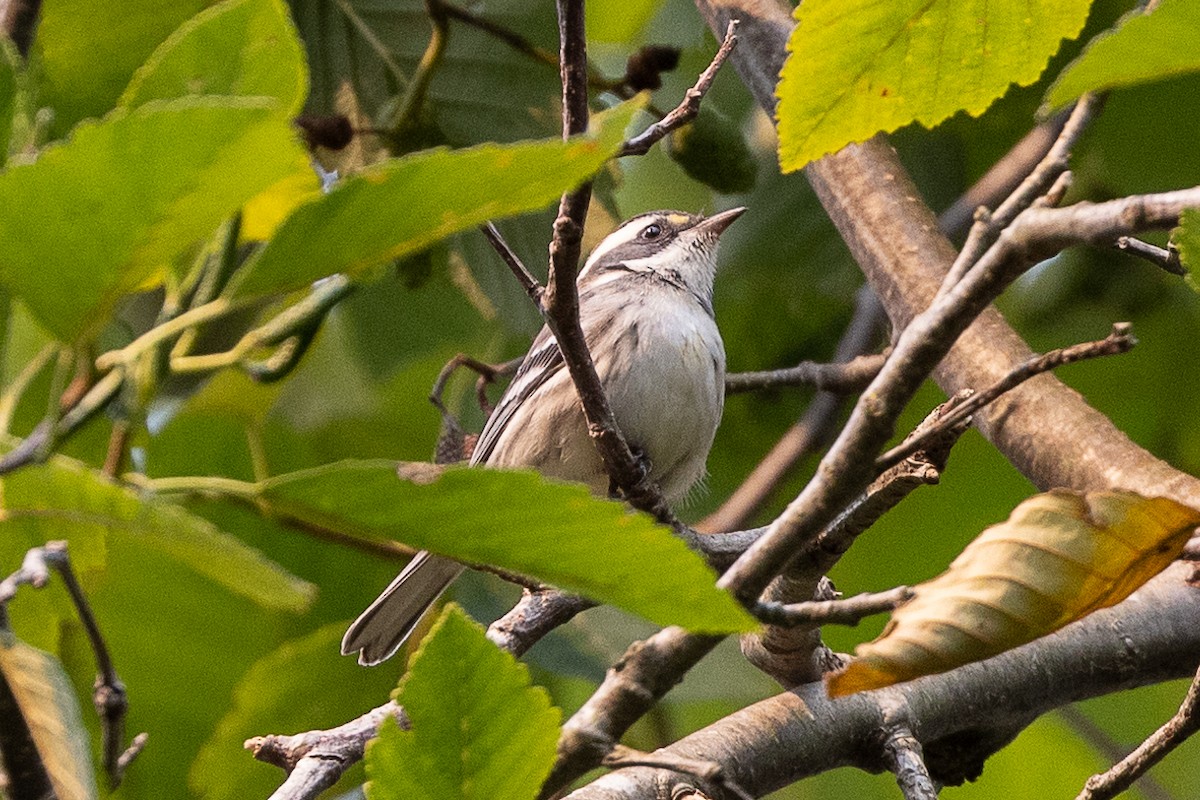 Black-throated Gray Warbler - ML623453245