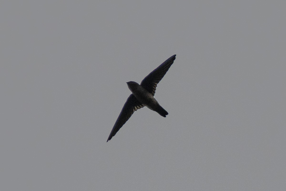 Germain's Swiftlet - ML623453248