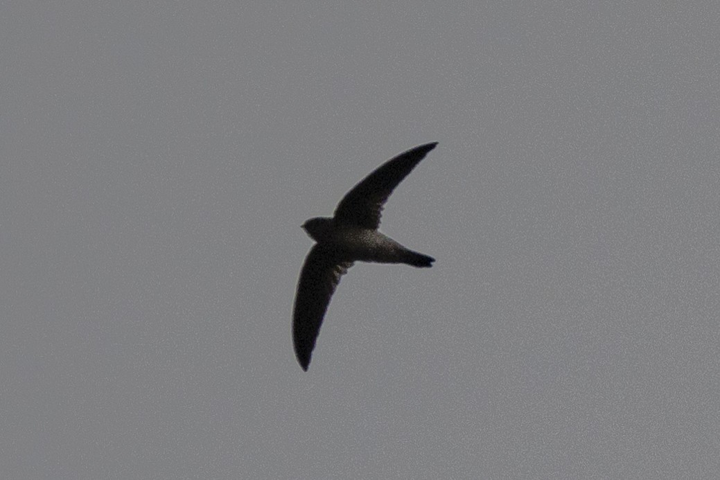 Germain's Swiftlet - ML623453249