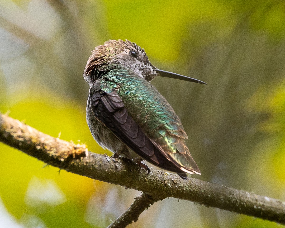 Anna's Hummingbird - ML623453251