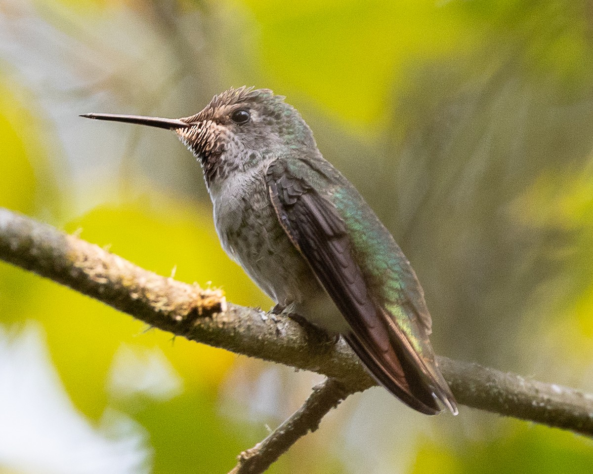 Colibrí de Anna - ML623453252