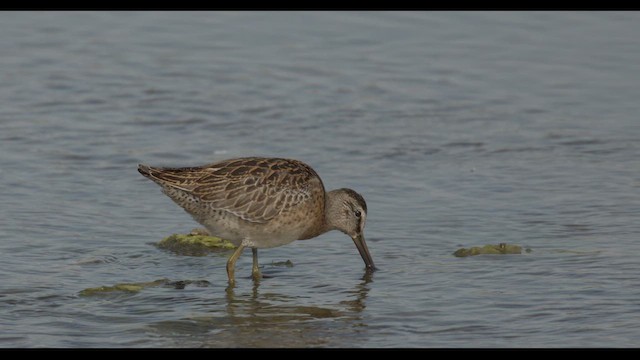 Moorschlammläufer - ML623453264