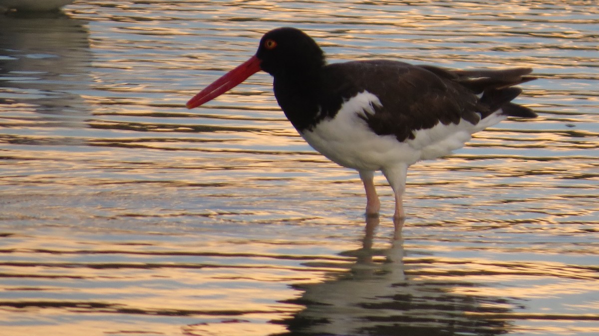 American Oystercatcher - ML623453279