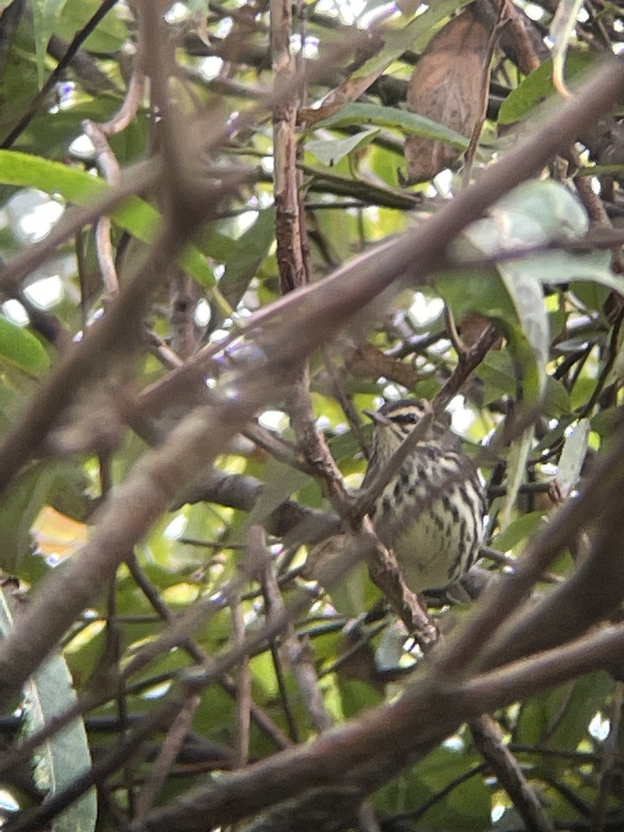 Northern Waterthrush - ML623453328