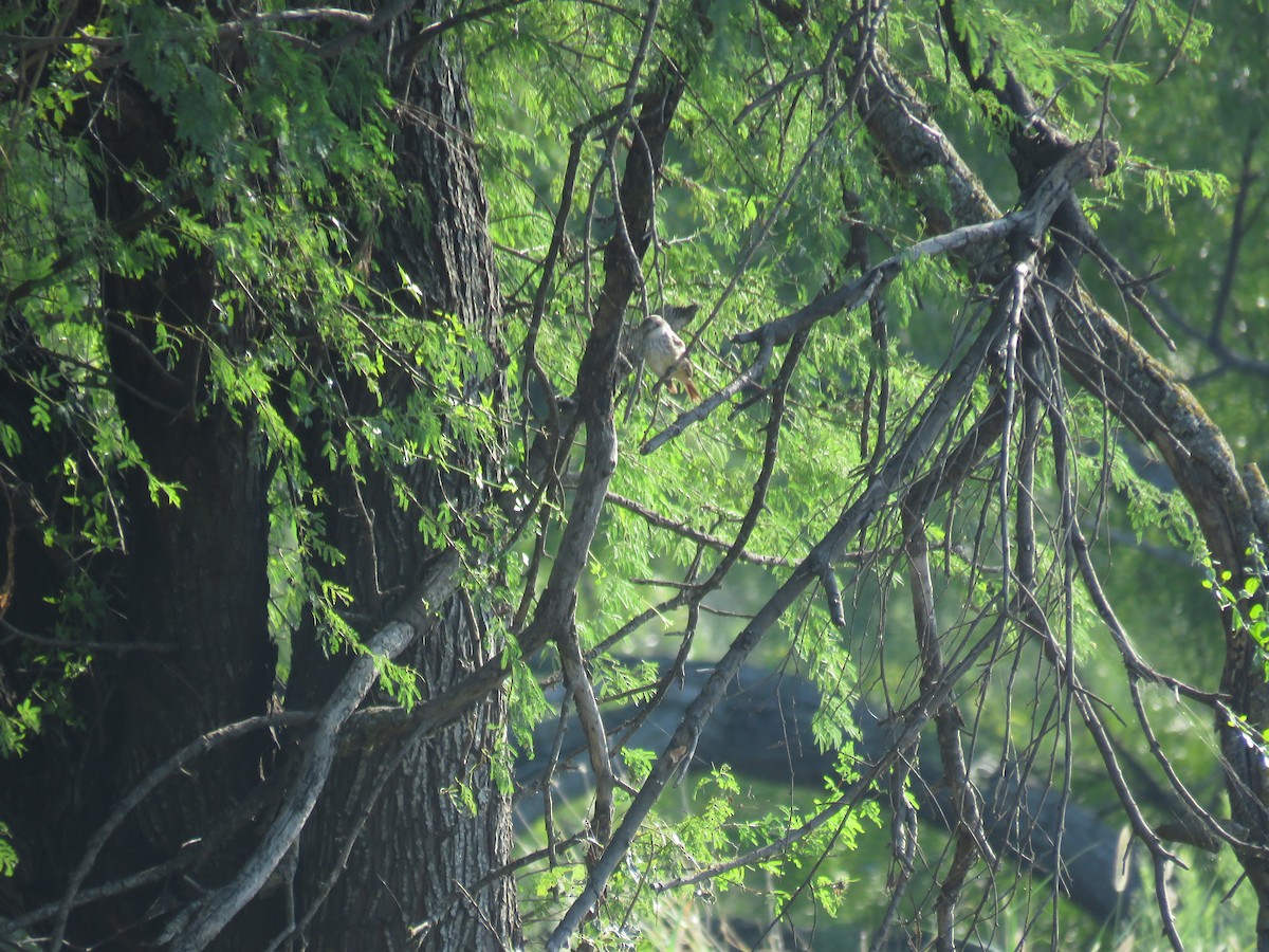 Vermilion Flycatcher - ML623453332