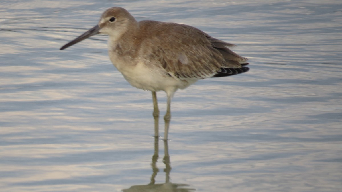 Willet - ML623453342