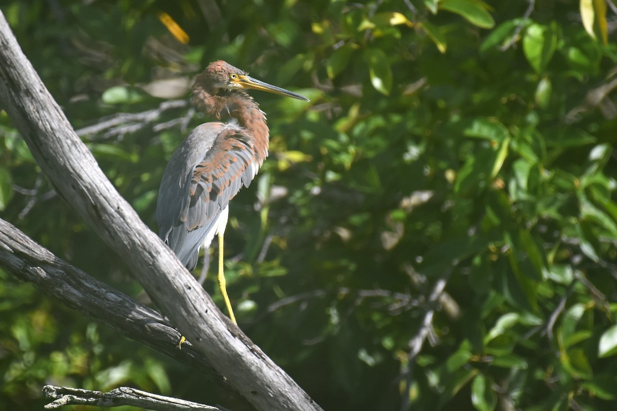 Tricolored Heron - ML623453353