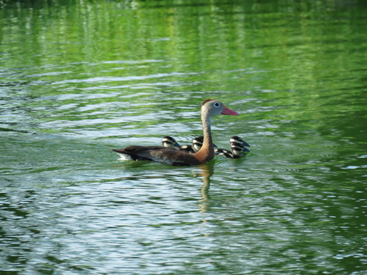 Dendrocygne à ventre noir - ML623453354