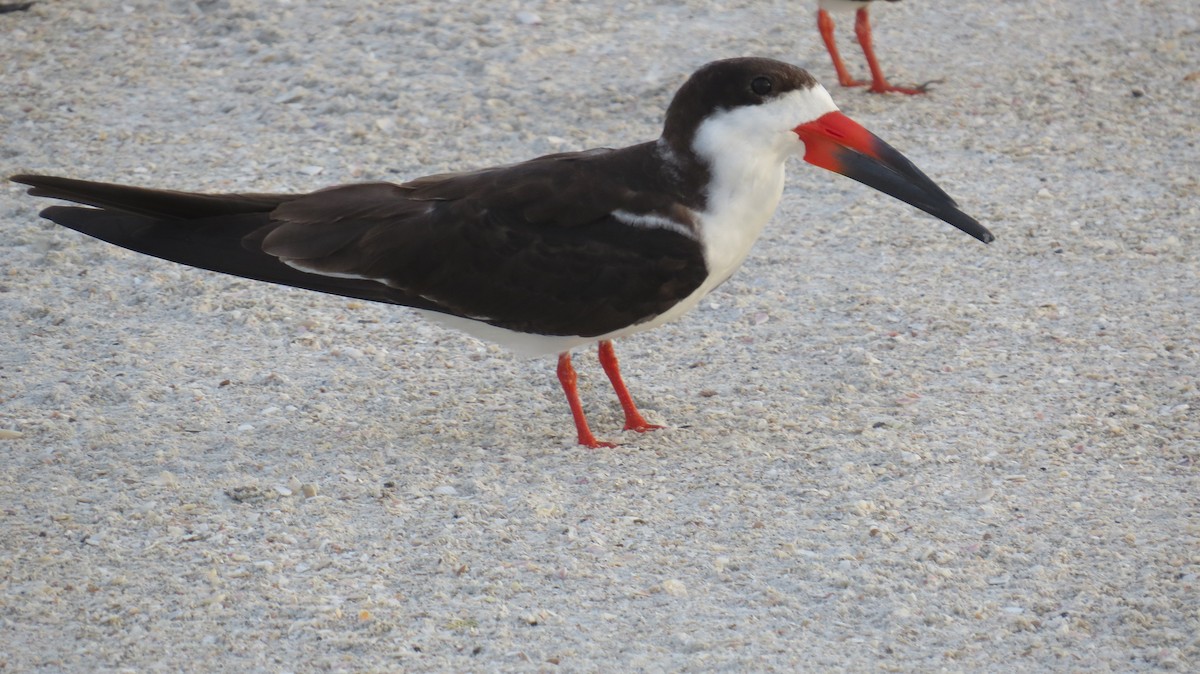 Black Skimmer - ML623453364