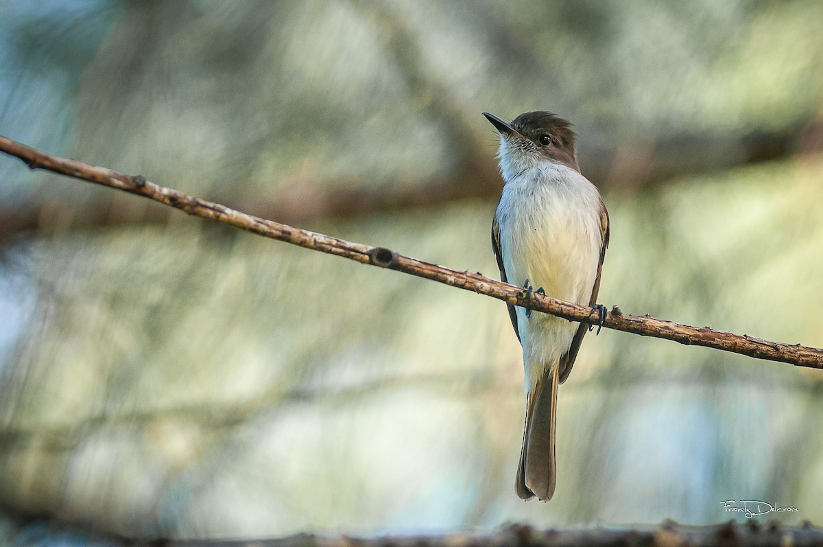 Puerto Rican Flycatcher - ML623453408