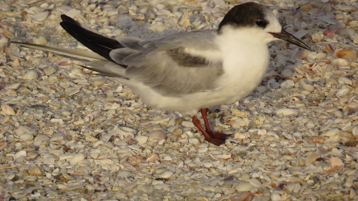 Common Tern - ML623453409