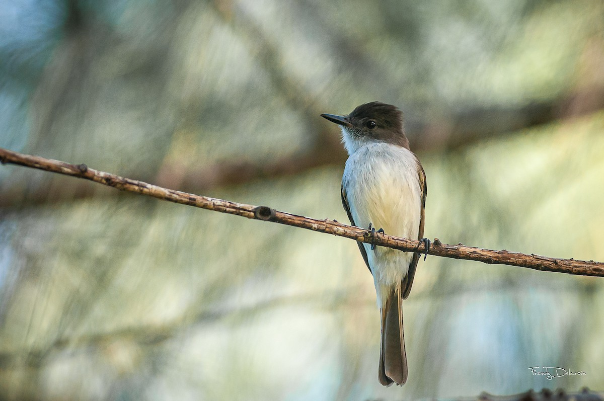 Puerto Rican Flycatcher - ML623453414